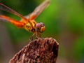 Dragonfly, macro photography Royalty Free Stock Photo