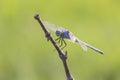 A dragonfly macro photography