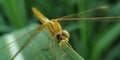 Dragonfly macro picture on sugarcane leaf in wild Royalty Free Stock Photo