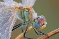 The dragonfly macro portrait Royalty Free Stock Photo