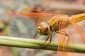 Dragonfly Royalty Free Stock Photo