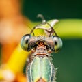 Dragonfly Macro Portrait Royalty Free Stock Photo