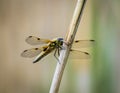 Dragonfly macro shot in summer time . Royalty Free Stock Photo