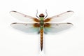dragonfly macro white background