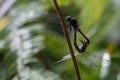 dragonfly maiting and while perching on a branch Royalty Free Stock Photo