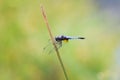 Dragonfly.Male Blue dasher dragonfly stop on the twig Royalty Free Stock Photo