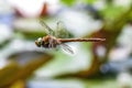 Dragonfly male