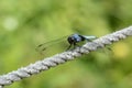 Dragonfly / Male