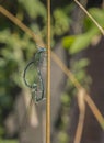 Dragonfly, male and female Make love Royalty Free Stock Photo