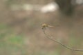 Dragonfly male. vagrant darter, or Sympetrum vulgatum, sits on t Royalty Free Stock Photo