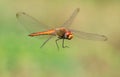 Dragonfly Manuvers in the air Royalty Free Stock Photo