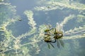 Dragonfly is Mating and Laying Eggs