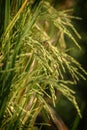 Dragonfly and a Mature Rice Stalk.