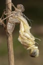 Dragonfly metamorphosis, hanging on a branch