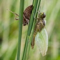 Dragonfly metamorphosis