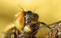 Dragonfly after molting