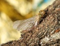 Dragonfly after molting