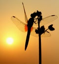 Dragonfly the morning sun Royalty Free Stock Photo