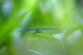 Dragonfly in nature area Eifel