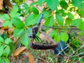 Dragonfly nature animals wildlife tree branch