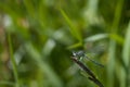 Dragonfly nature outdoors insect