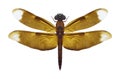 Dragonfly Neurothemis fluctuans