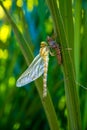 Dragonfly nymph on a stem