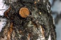 Dragonfly nymph on a tree trunk close-up. Macro dragonfly larvae