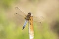 Dragonfly, Odonata. A insect with fragile wings