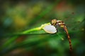 Dragonfly Odonata on Narcissus