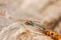 Dragonfly, odonata sitting on tree trunk on sun light. Macro animal background Royalty Free Stock Photo