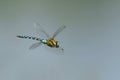 Dragonfly Odonata, Southern Hawker or Blue Hawker Aeshna cyanea in flight