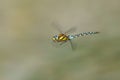 Dragonfly Odonata, Southern Hawker or Blue Hawker Aeshna cyanea in flight Royalty Free Stock Photo