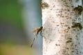 A dragonfly is basking in the sun.