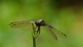 Dragonfly Onicothemis culminivola witing for prey