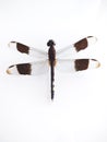 The dragonfly, with open wings, isolated on a white wall. Royalty Free Stock Photo