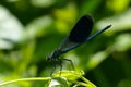 Dragonfly - Orthetrum - Beautiful Demoiselle Male