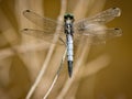 Dragonfly Orthetrum Cancellatum Royalty Free Stock Photo