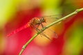 Dragonfly - Orthetrum testaceum,..common names Crimson Dropwing or Orange Skimmer. is an Asian freshwater dragonfly species belong