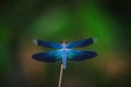 Dragonfly outdoor,beautiful dragonfly . Royalty Free Stock Photo