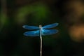 Dragonfly outdoor,beautiful dragonfly . Royalty Free Stock Photo