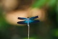 Dragonfly outdoor,beautiful dragonfly . Royalty Free Stock Photo