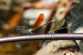 Dragonfly outdoor,beautiful dragonfly . Royalty Free Stock Photo