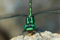 Dragonfly outdoor,beautiful dragonfly . Royalty Free Stock Photo