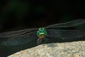 Dragonfly outdoor,beautiful dragonfly . Royalty Free Stock Photo