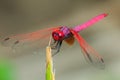 Dragonfly outdoor,beautiful dragonfly . Royalty Free Stock Photo