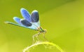 Dragonfly outdoor (coleopteres splendens) Royalty Free Stock Photo