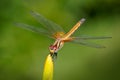 Dragonfly outdoor Royalty Free Stock Photo