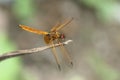 Dragonfly outdoor in Hong Kong rural area Royalty Free Stock Photo