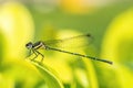 Dragonfly outdoor in nature Royalty Free Stock Photo